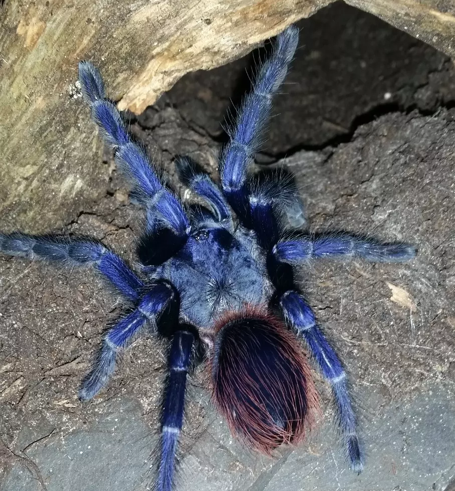 Brazilian Blue thumbnail