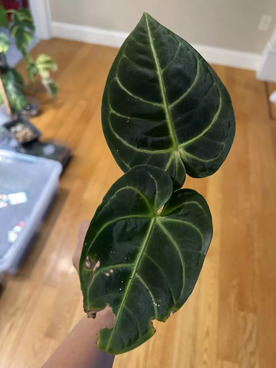 anthurium Regale Import thumbnail