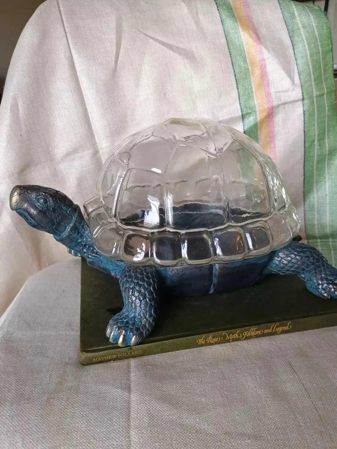 turtle Terrarium 🥹 thumbnail