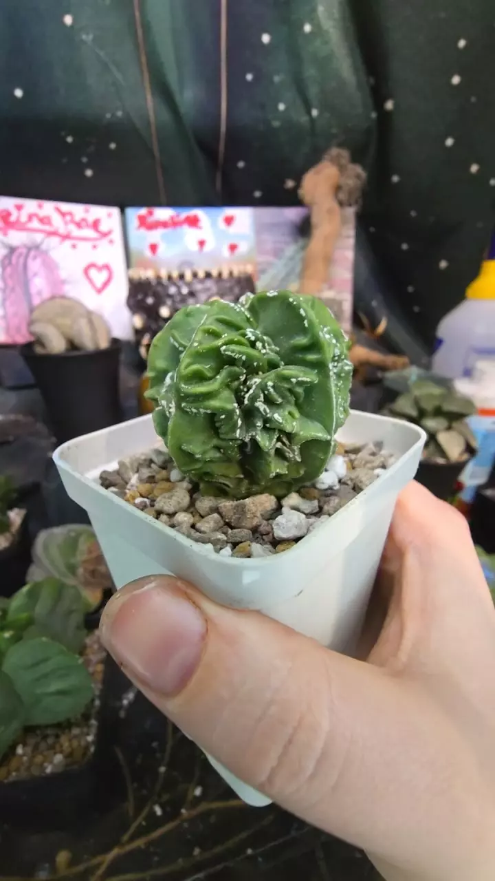 myrio fukuryu cv. Karina Keel thumbnail