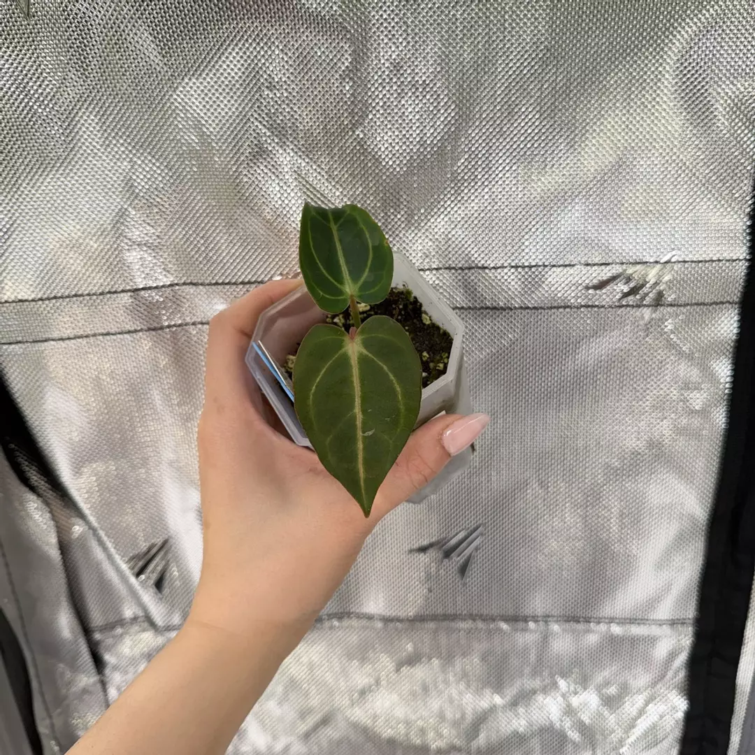 B0138 Carla wideform x (Carla District x RA8) thumbnail