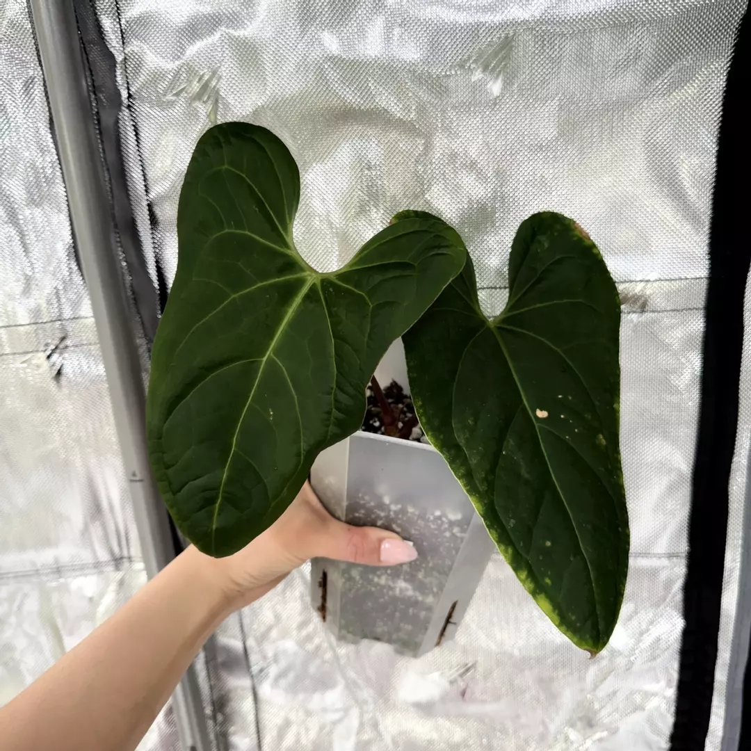 B0049 Papi FS x Pinkleyi thumbnail