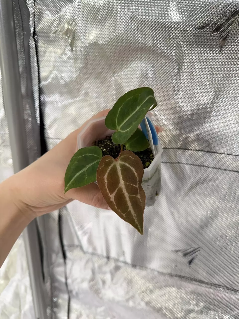 B0080 (Chocolate x Red Crystal) x Self thumbnail