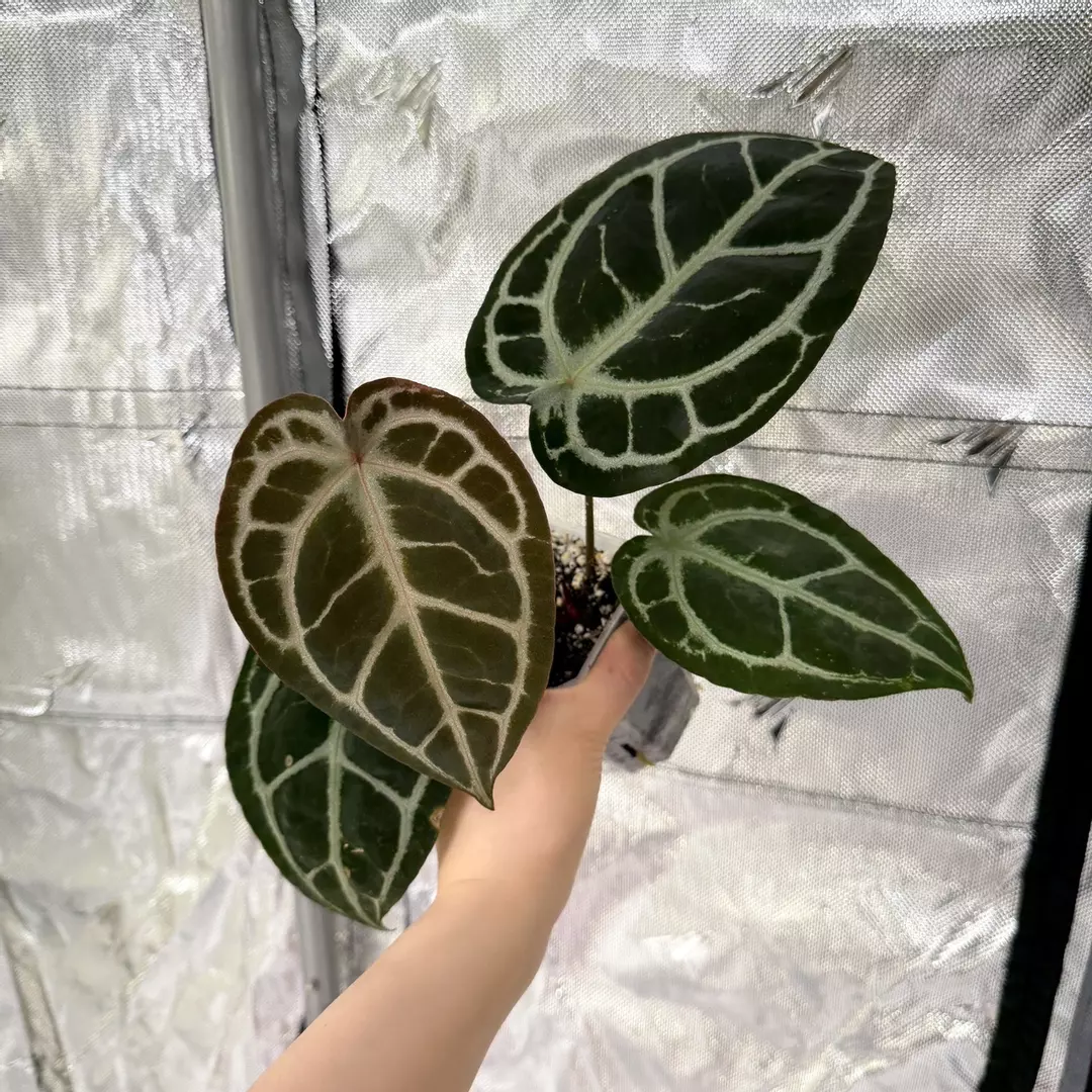 Q0261 Red Crystal x (KOS x RC) thumbnail