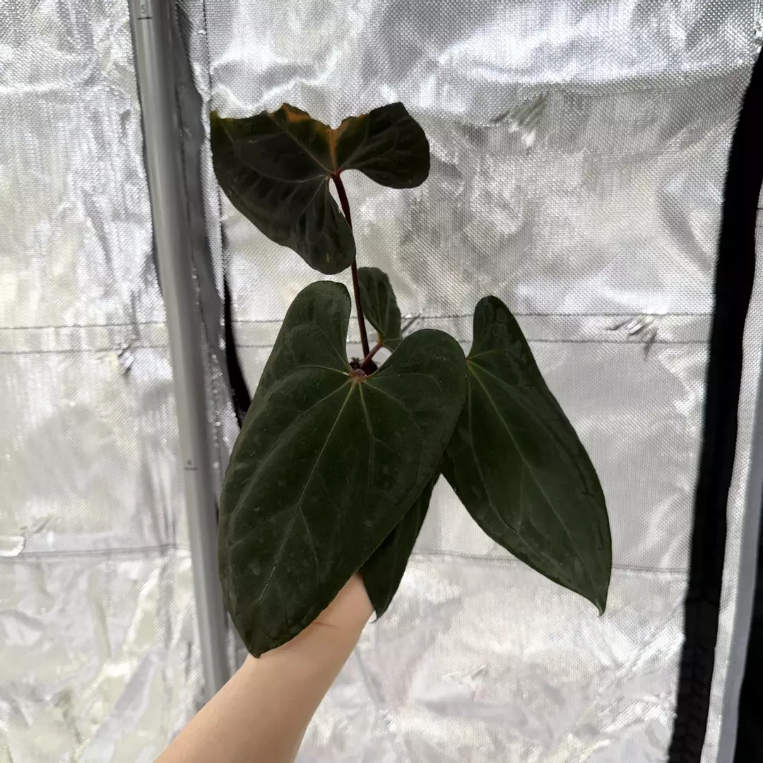 Q0200 Midnihht Velvet OG x RVDP thumbnail