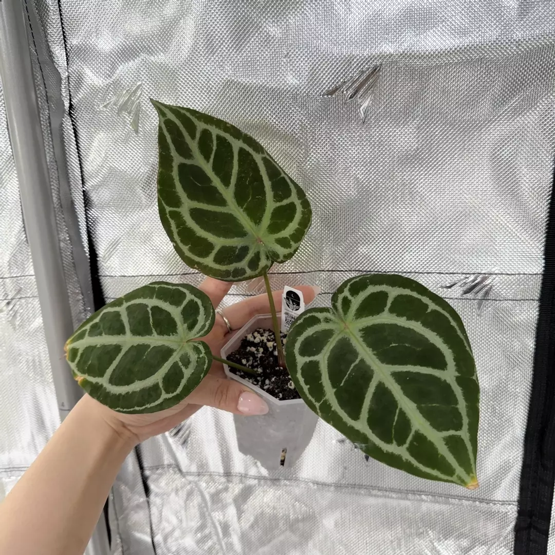 Q0027 Cape Oasis S1 x (KOS x RC) thumbnail