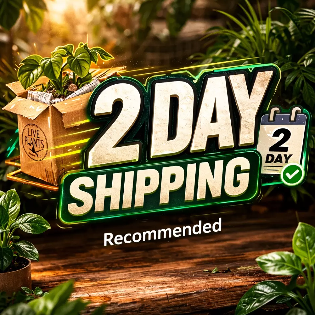 2-Day Shipping Upgrade #50 thumbnail