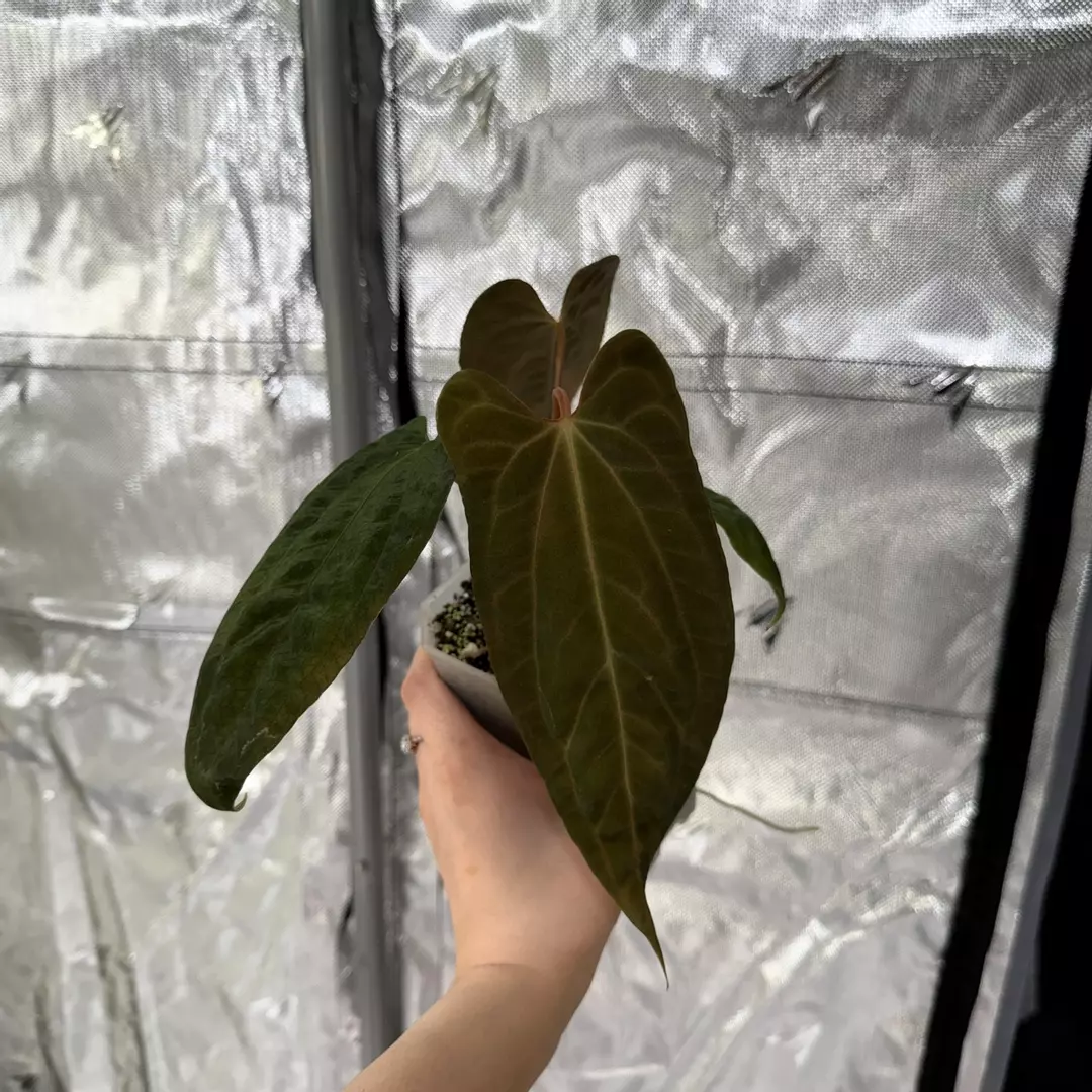 P0019 Ree Garden x Long Bullet thumbnail