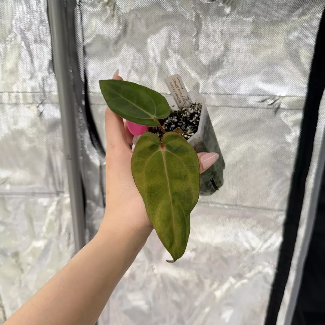 P0048 RG Dress F2 Dark Clone x Carla GPH001 thumbnail