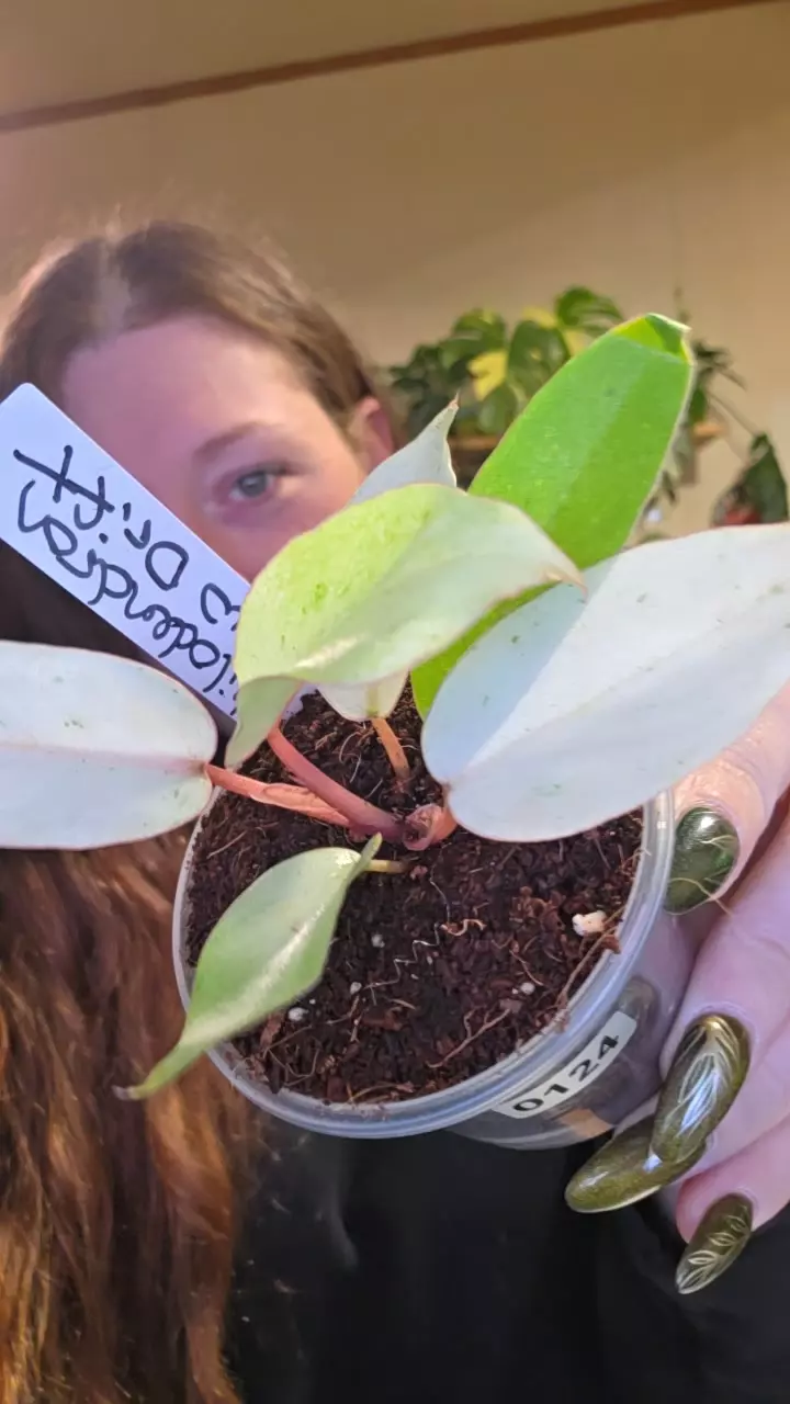 0124 philodendron snowdrift thumbnail