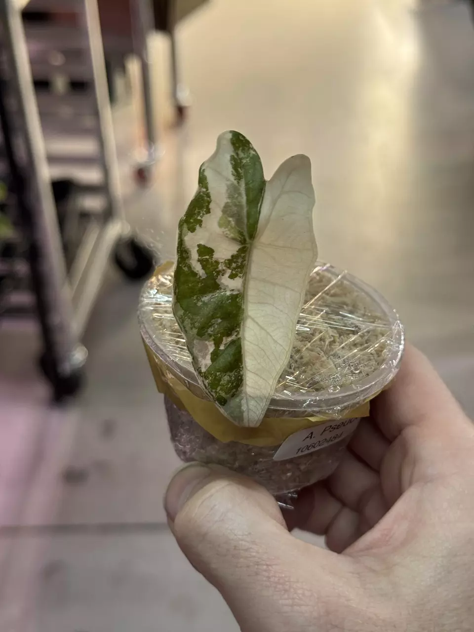 Alocasia Pseudo Sanderiana Pink Variegated (import) thumbnail