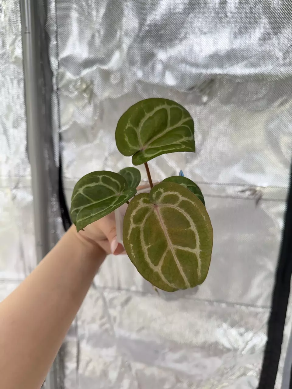 B0098 (Carla x Red Crystal) x Carla thumbnail