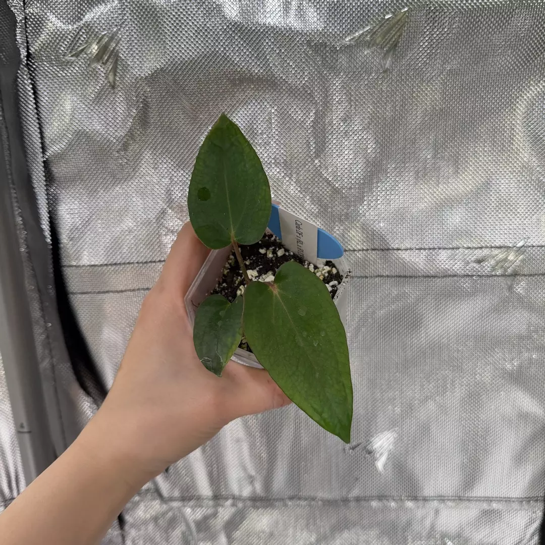 B0119 Carla x (RL x RVDP) thumbnail