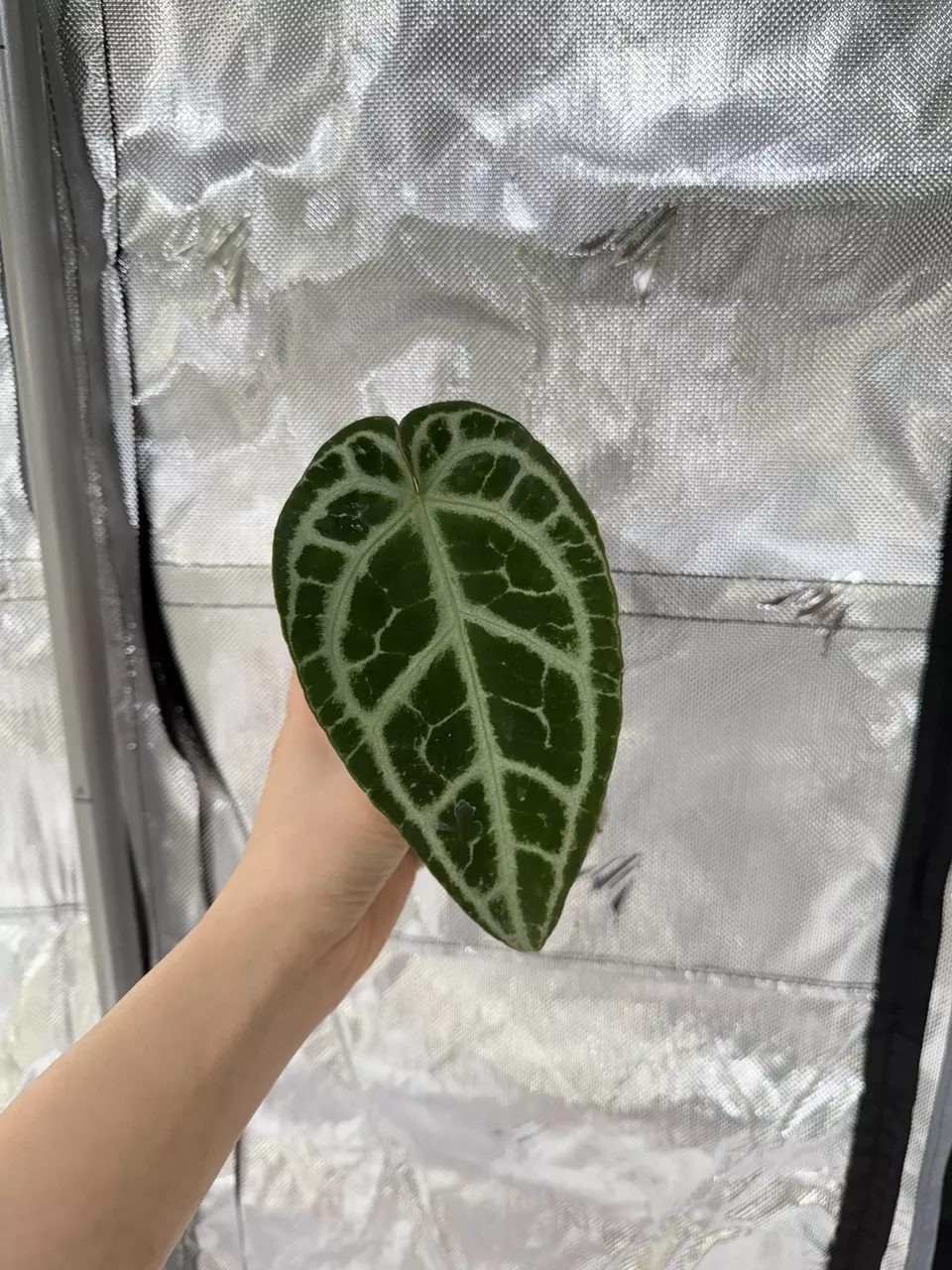 B0002 Super Silver x SKG Pink Lemonade thumbnail