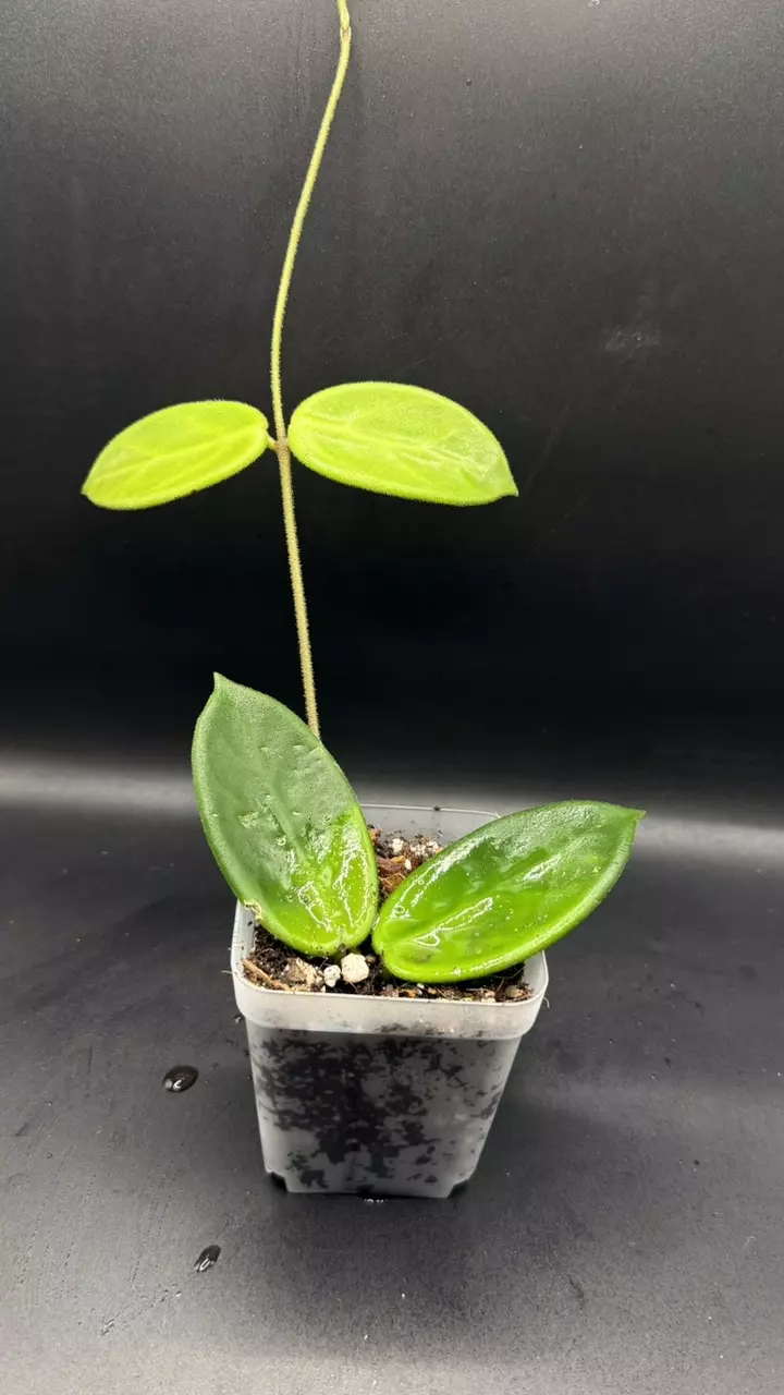 0208 - Hoya Vangviengiensis thumbnail