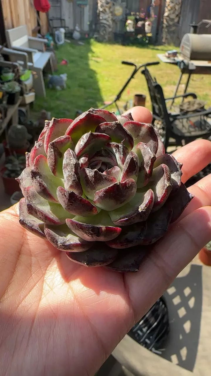 crimson silk cup thumbnail