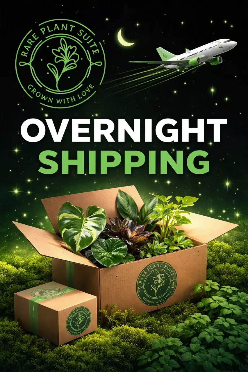 OVERNIGHT SHIPPING UPGRADE thumbnail