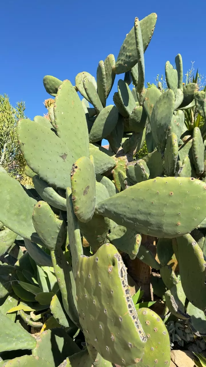 Nopales Cutting thumbnail