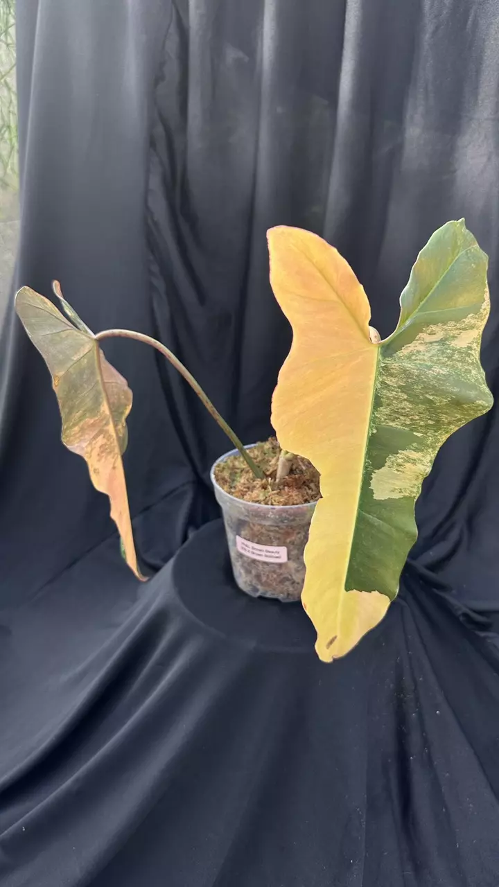 Philodendron Brown Beauty Variegated #1 thumbnail