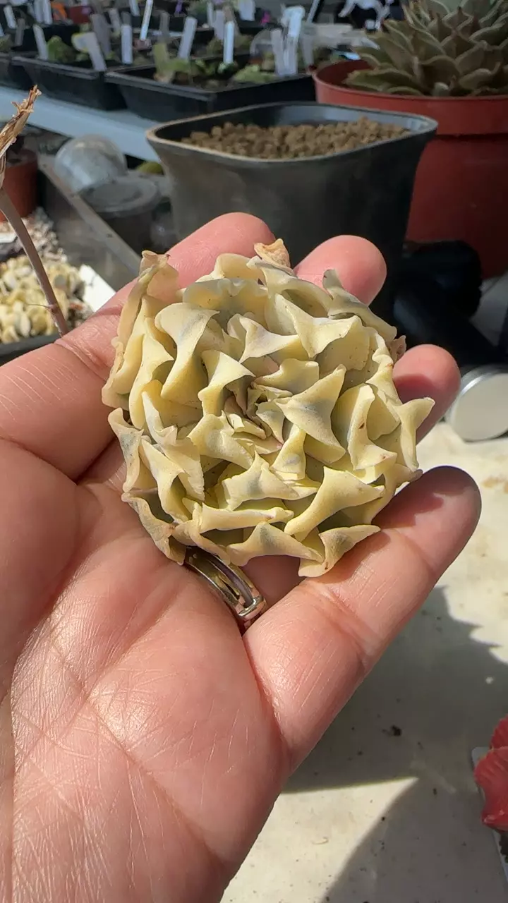 variegated Liberia thumbnail