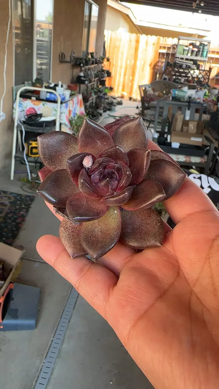 phantom night thumbnail