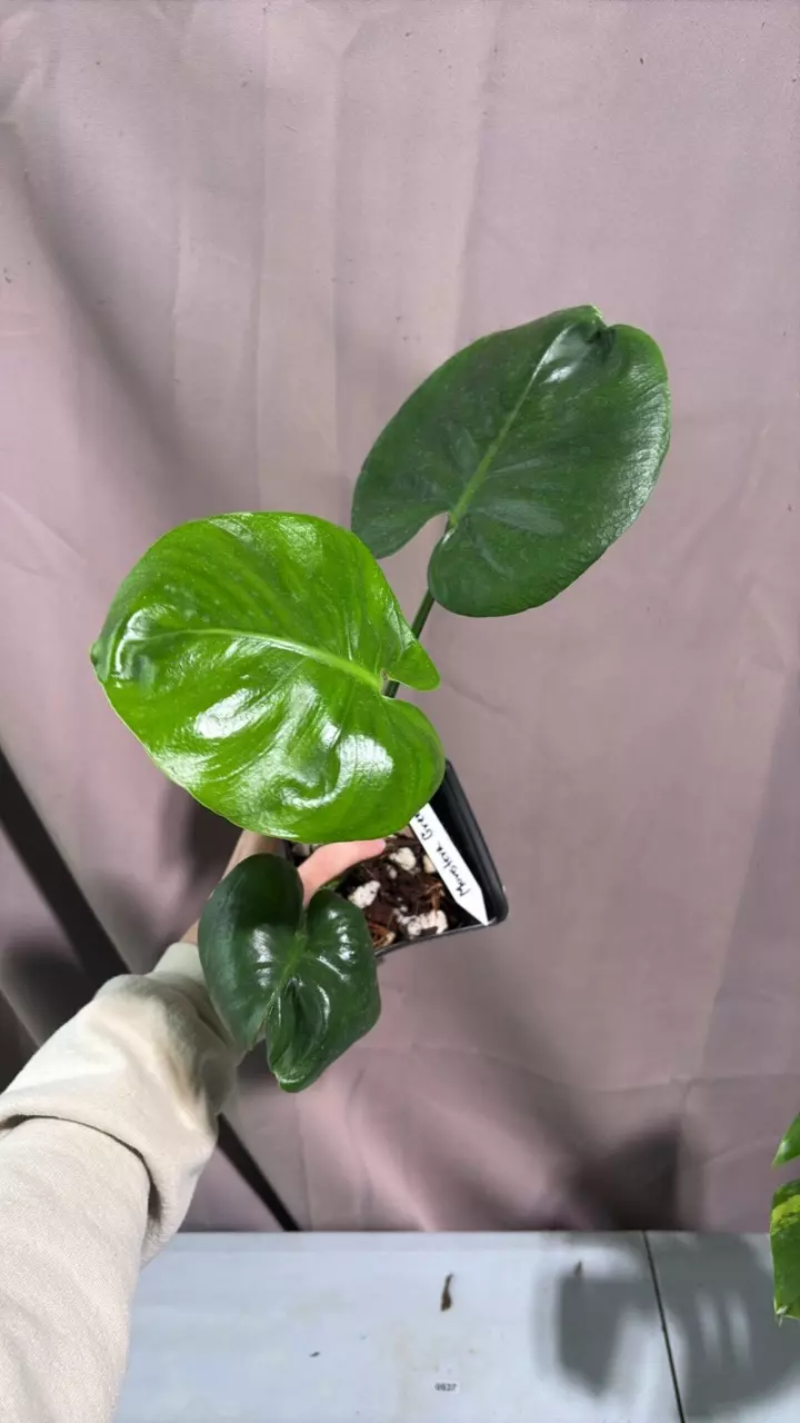 monstera Green Bowl 1164 thumbnail