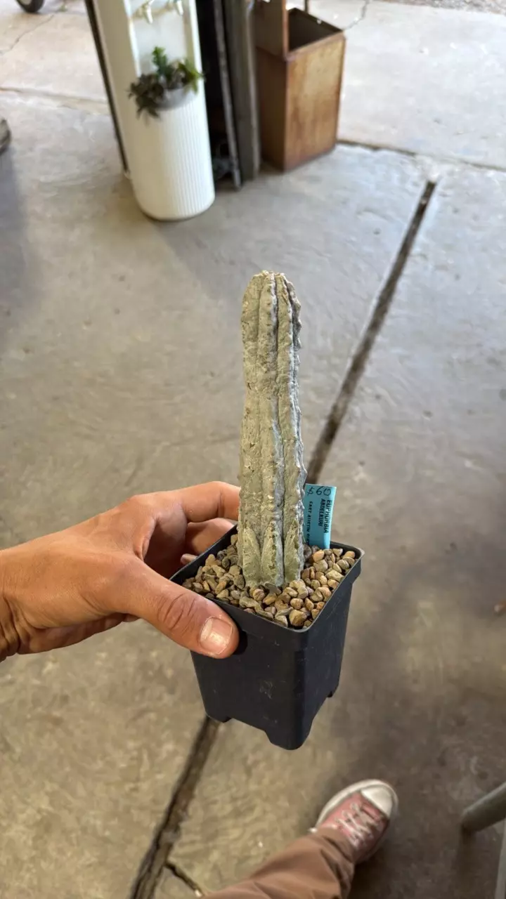 Euphorbia Abdelkuri thumbnail