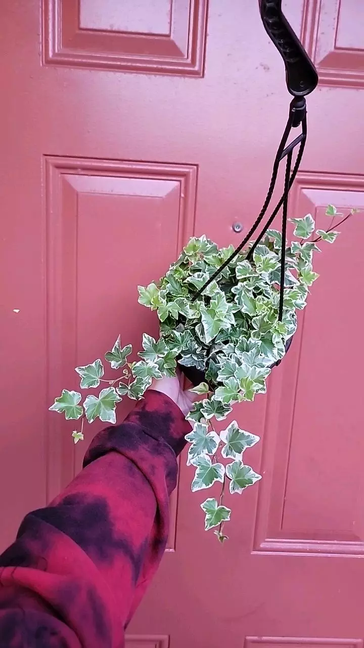 var ivy hanging 5" pot thumbnail