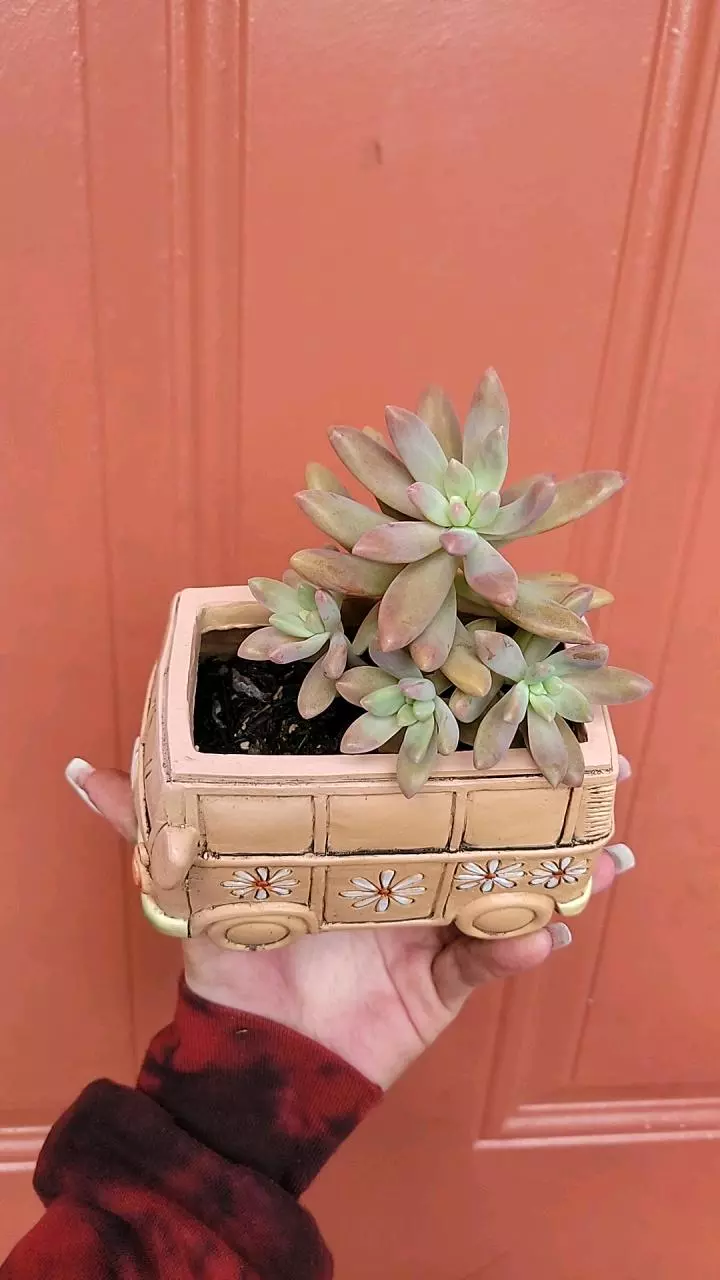 succulent hippy van pot combo specific thumbnail