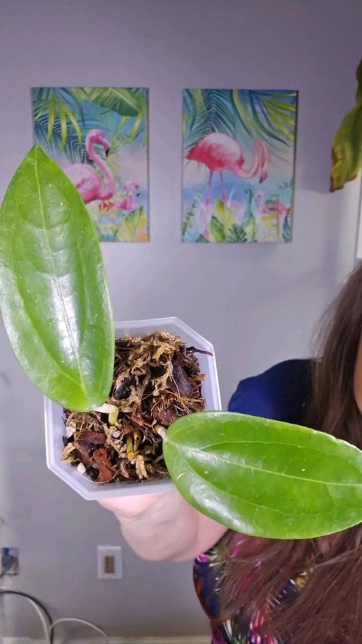 Hoya Candi crush thumbnail