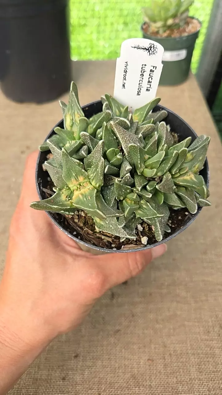 Faucaria tuburculosa 4" thumbnail