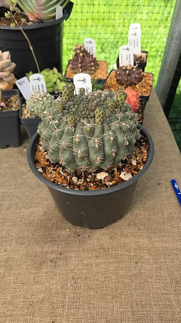 Gymnocalycium baldanianum cristata 6" thumbnail