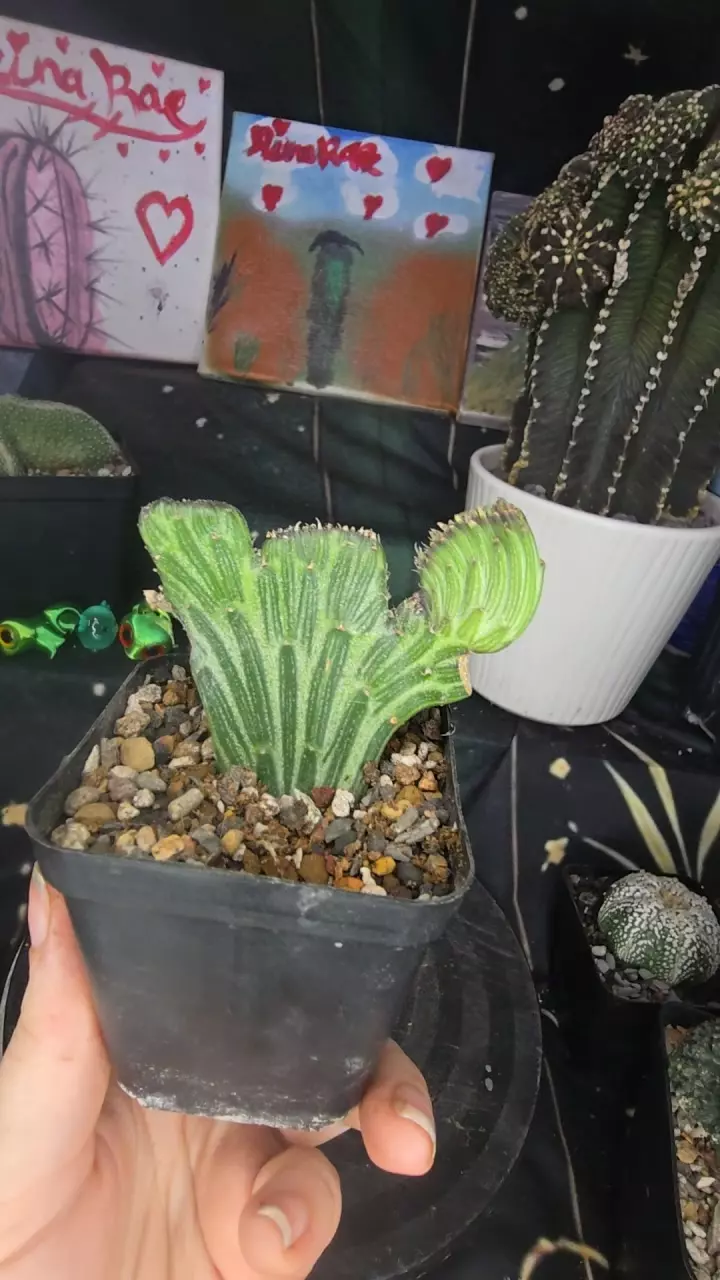 pickle crest thumbnail