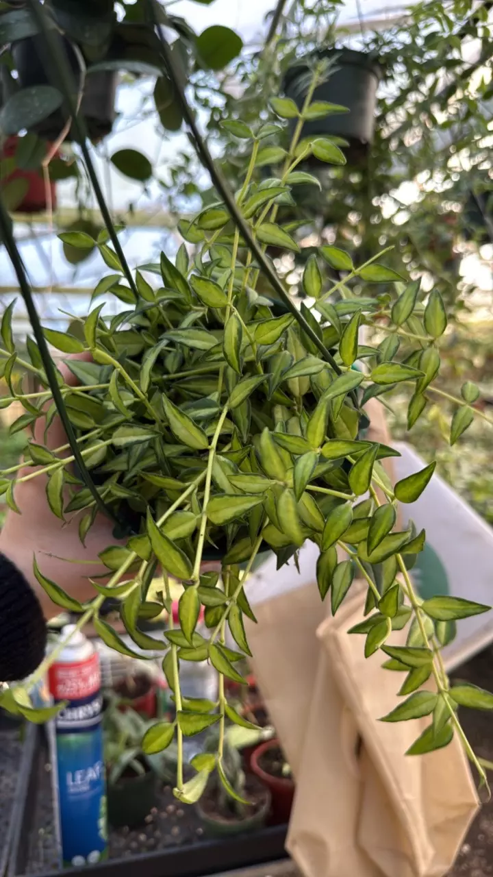 Bella 6” Variegated thumbnail