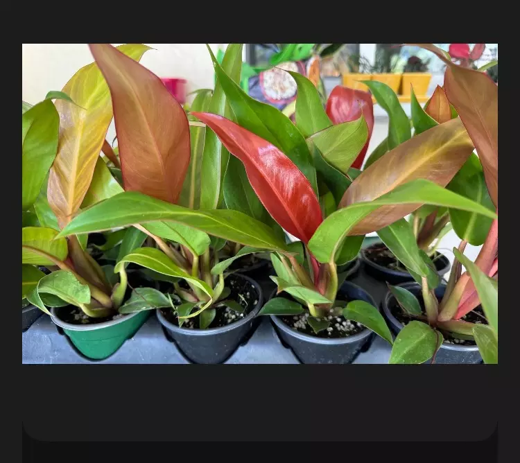 Philo red sun thumbnail