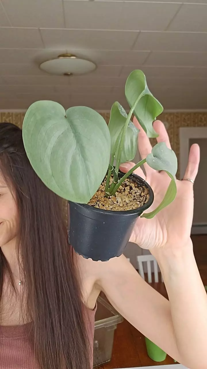 Scindapsus 'Java Platinum' thumbnail