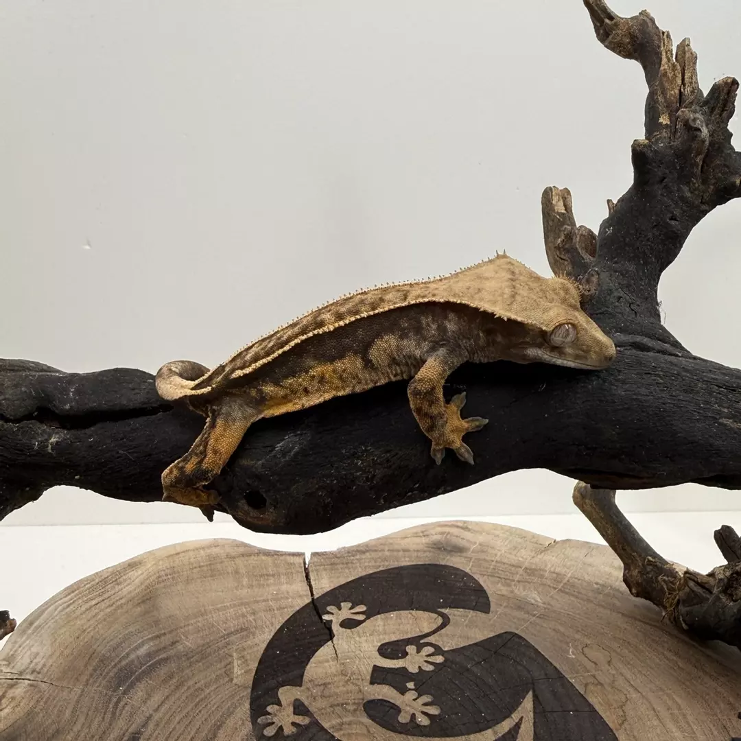 #5 W-SH-25-11-7 15g female thumbnail