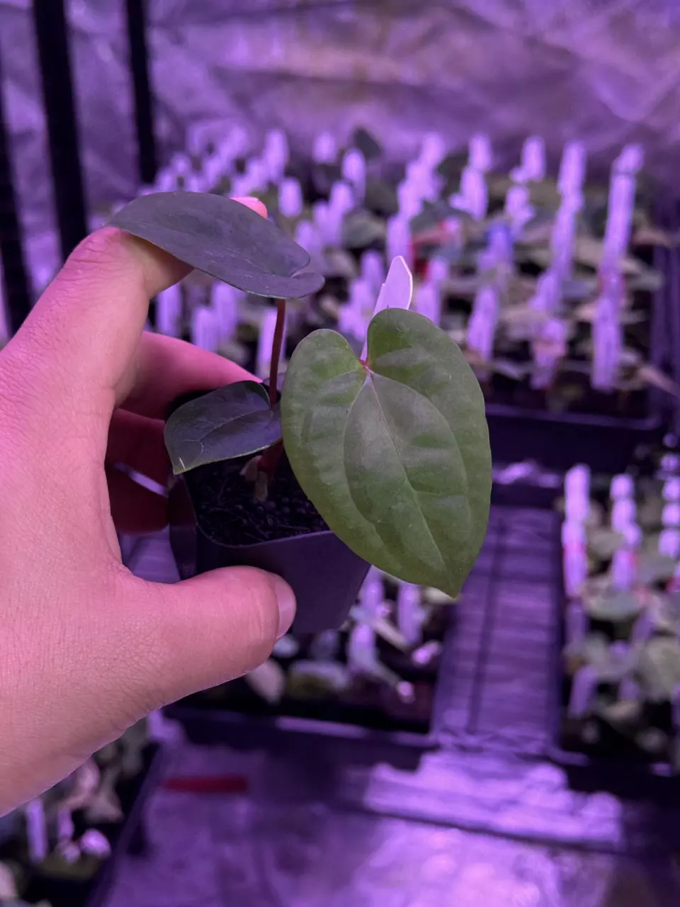 (#408) A. (Red Crystallinum x debilis) x besseae aff “T1” thumbnail