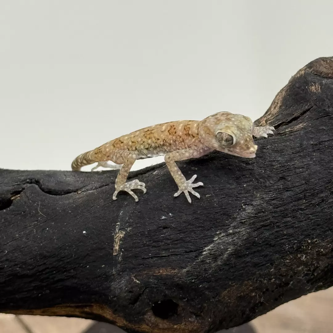 Stenodactylus Stenodactylus aka dwarf dune gecko thumbnail