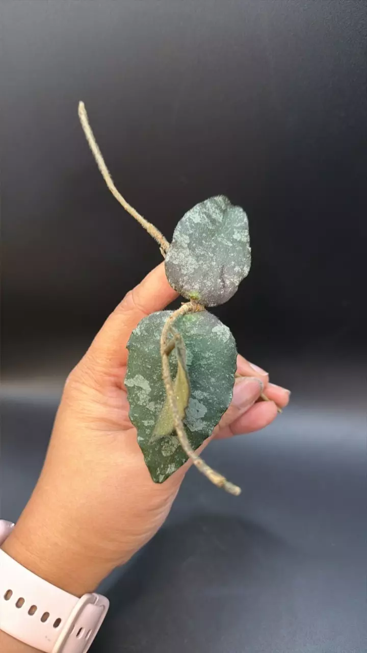 Hoya Caudata Splash fresh cutting thumbnail