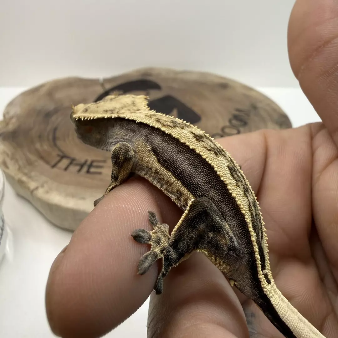 #1 W-S-25-8-9 pores visible 8g thumbnail