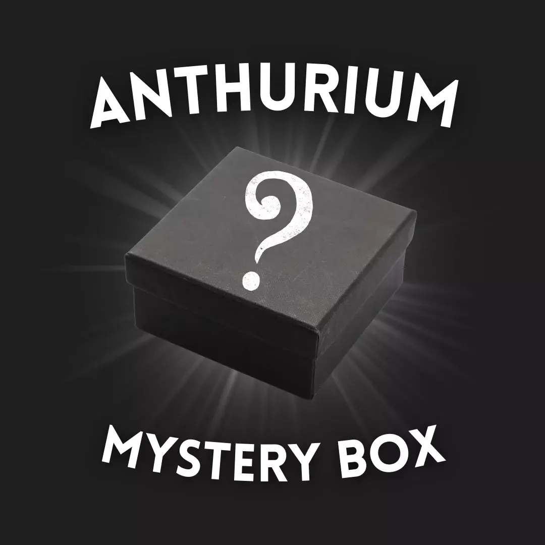 ANTHURIUM MYSTERY BOX *BEGINNER* thumbnail