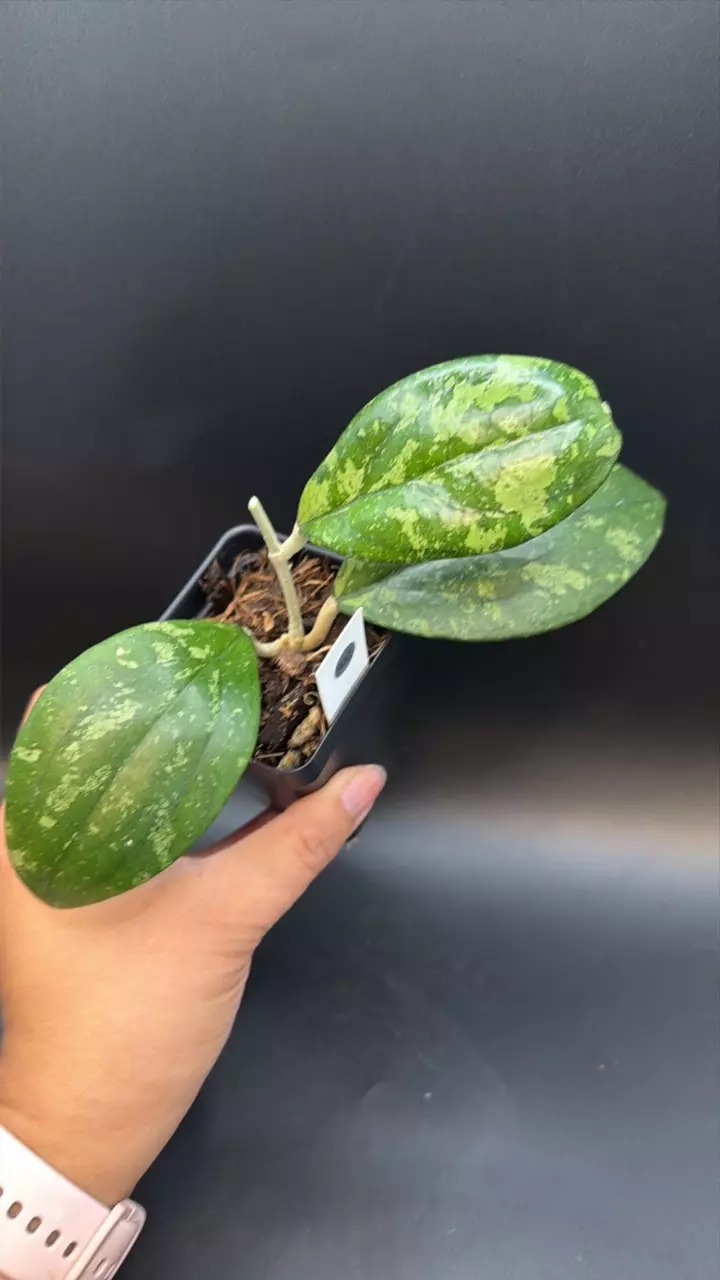 Hoya Bengkulu round leaf #206 thumbnail