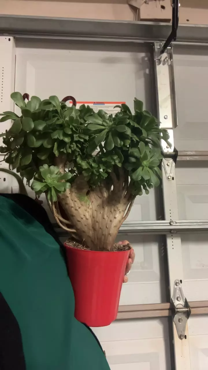 large Aeonium succ rare thumbnail