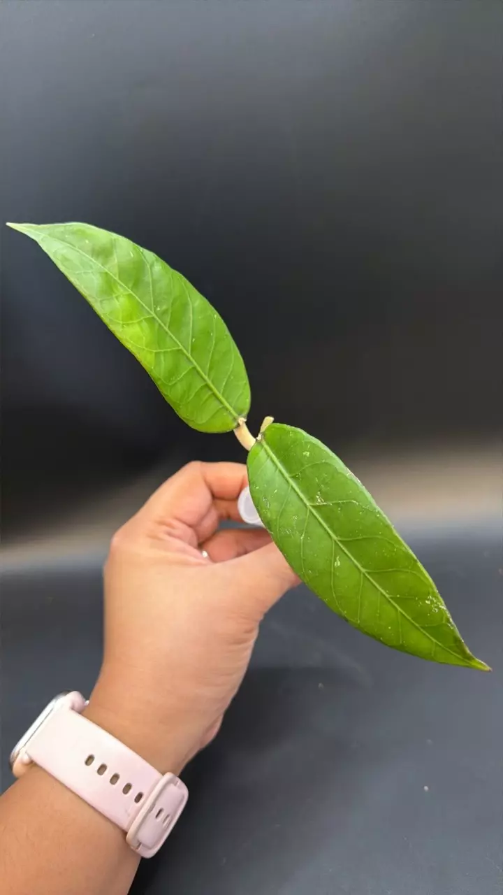 Hoya Sanghir NAD001 fresh cutting thumbnail