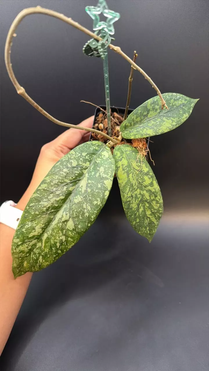 Hoya Meredithii Aceh #03 thumbnail