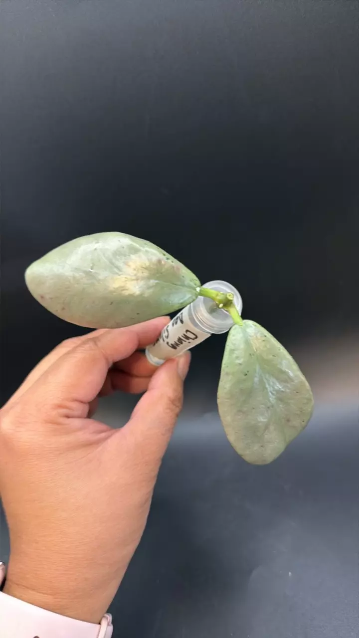 Hoya Changdao Silver fresh cutting thumbnail
