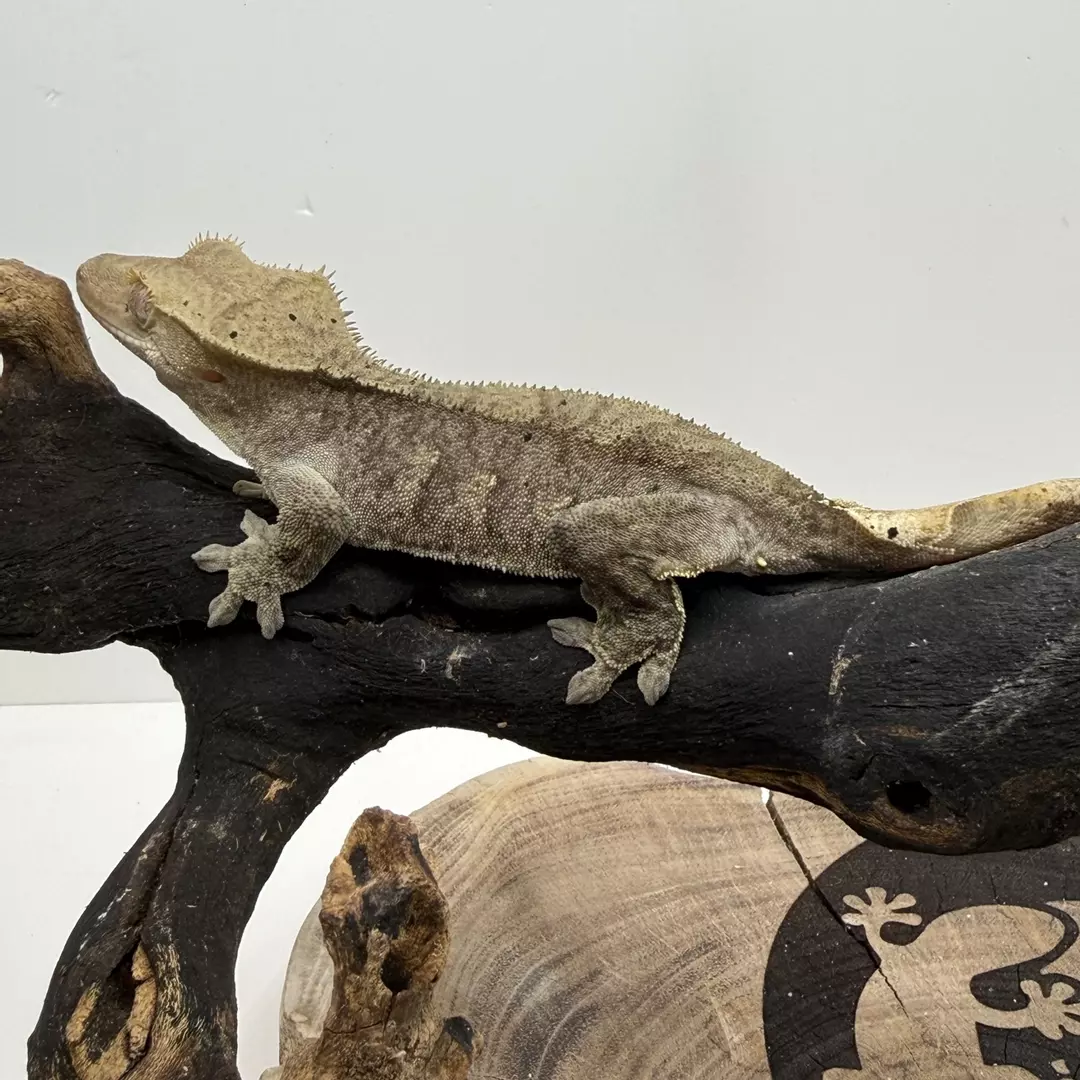 #4 K-H-25-19-4 25g female thumbnail