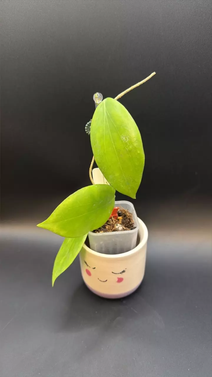 Hoya White Angel RGB-80 sp Cabadbaran 🇵🇭 #126 thumbnail