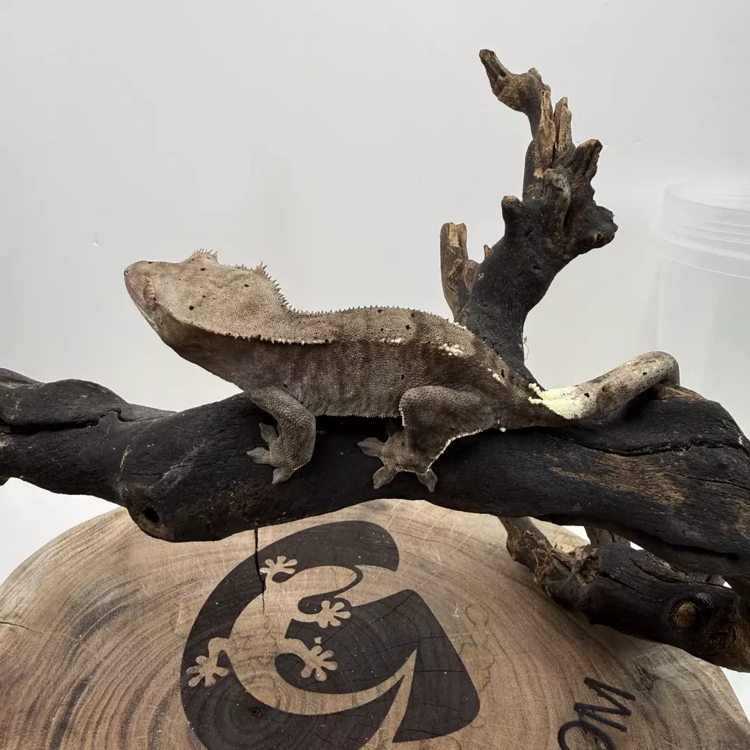 #3 K-S-25-1-7 23g female thumbnail